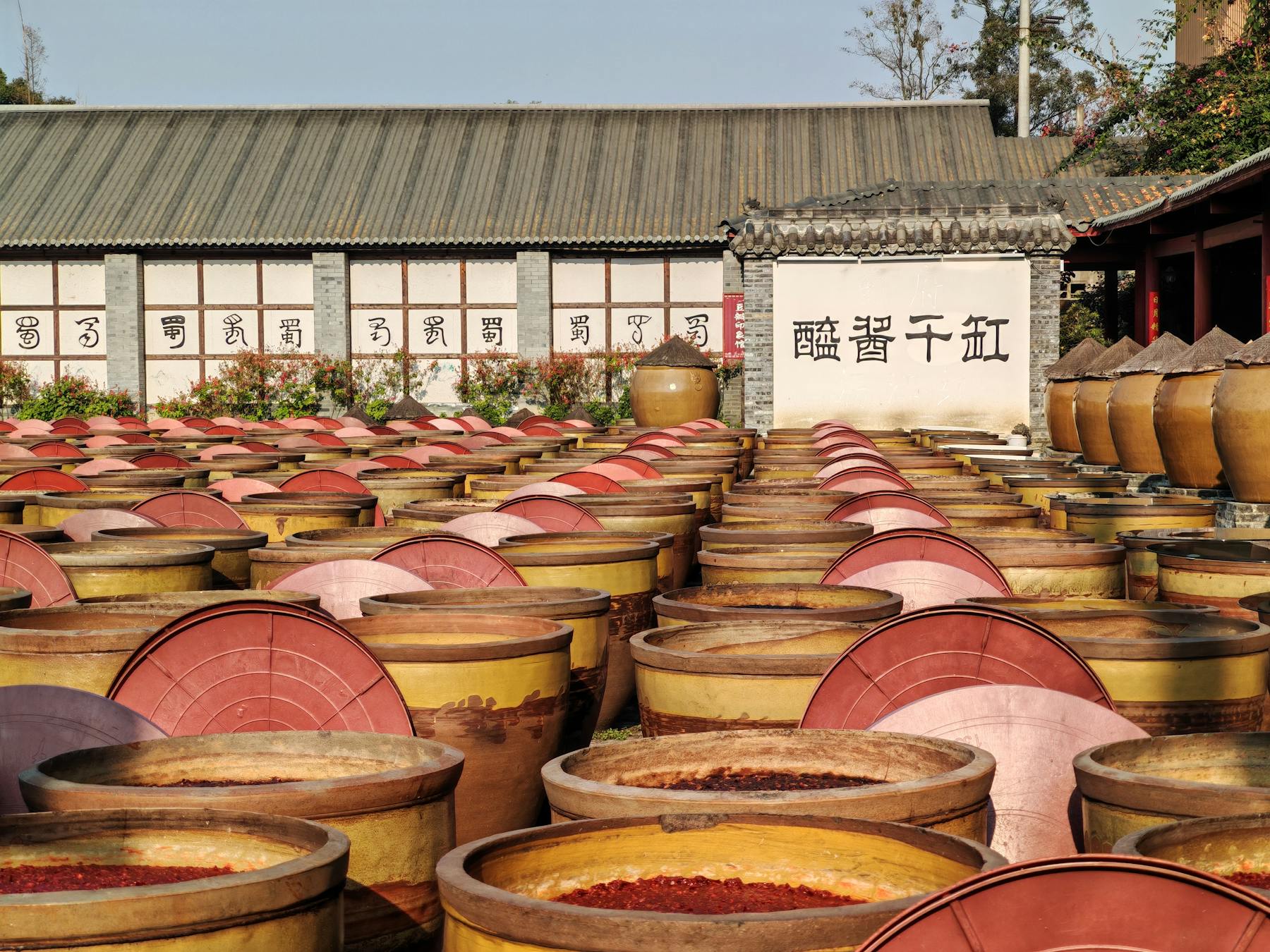 龙羊酒业为什么做苦槠酒？